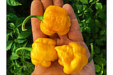 Перець гострий 7 Pot yellow насіння (10 шт) жовтий суперхот, фото 3