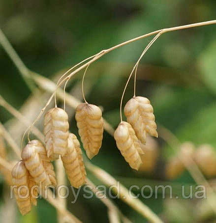 Насіння Брізи