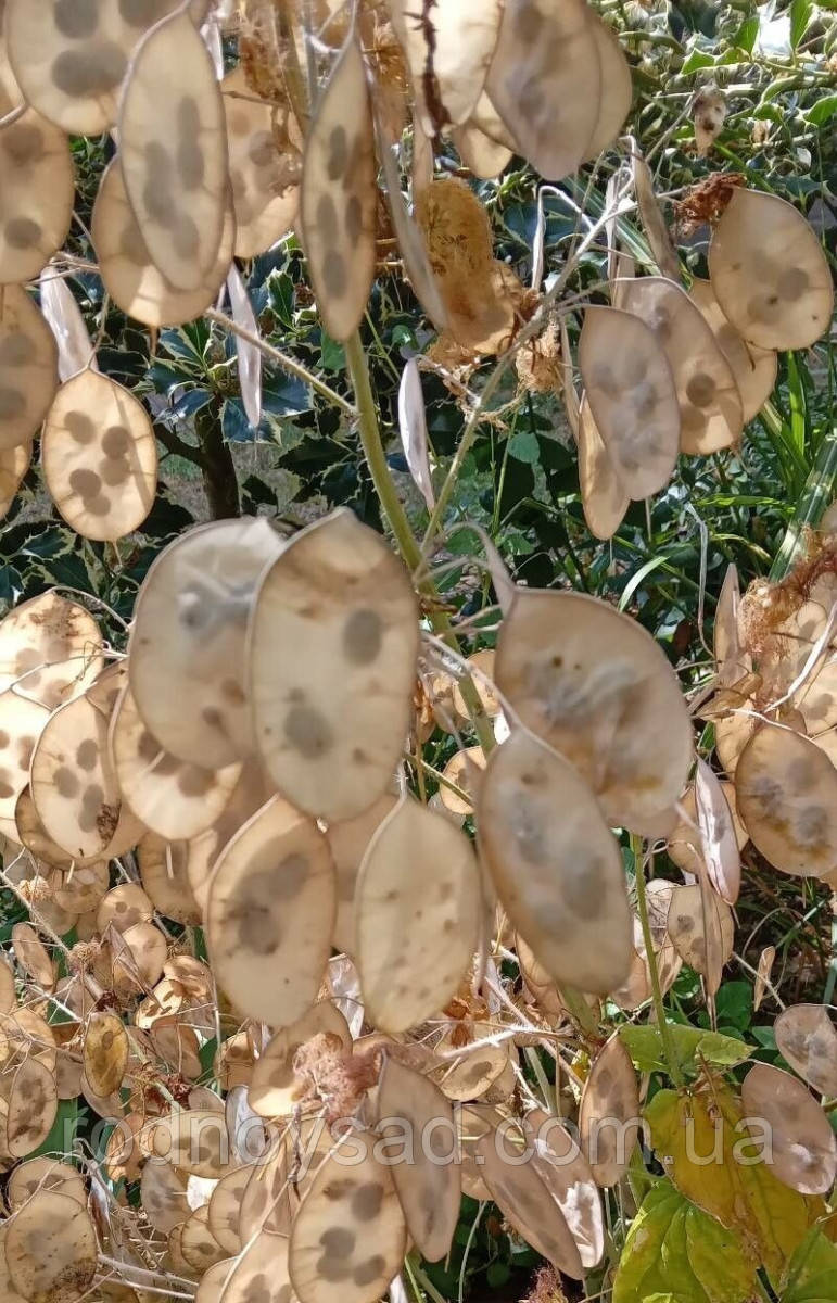 Лунарія Зимовий сад насіння (0,5 гр) (Lunaria annua) суміш сухоцвіт дворічна For Hobby, TM GL Seeds