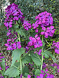 Лунарія Зимовий сад насіння (0,5 гр) (Lunaria annua) суміш сухоцвіт дворічна For Hobby, TM GL Seeds, фото 4