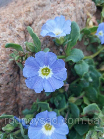 Насіння Нолани