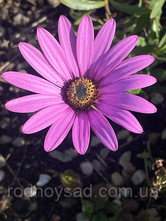 Насіння Остеоспермума