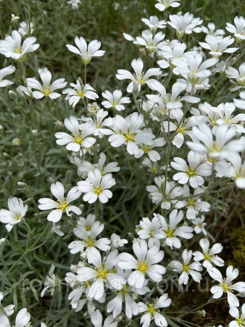 Ясколка Біберштейна насіння (0,1 гр) (Cerāstium bieberstēinii) біла роговик багаторічний сланкий For Hobby, TM GL Seeds, фото 1