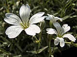 Ясколка Біберштейна насіння (0,1 гр) (Cerāstium bieberstēinii) біла роговик багаторічний сланкий For Hobby, TM GL Seeds, фото 4