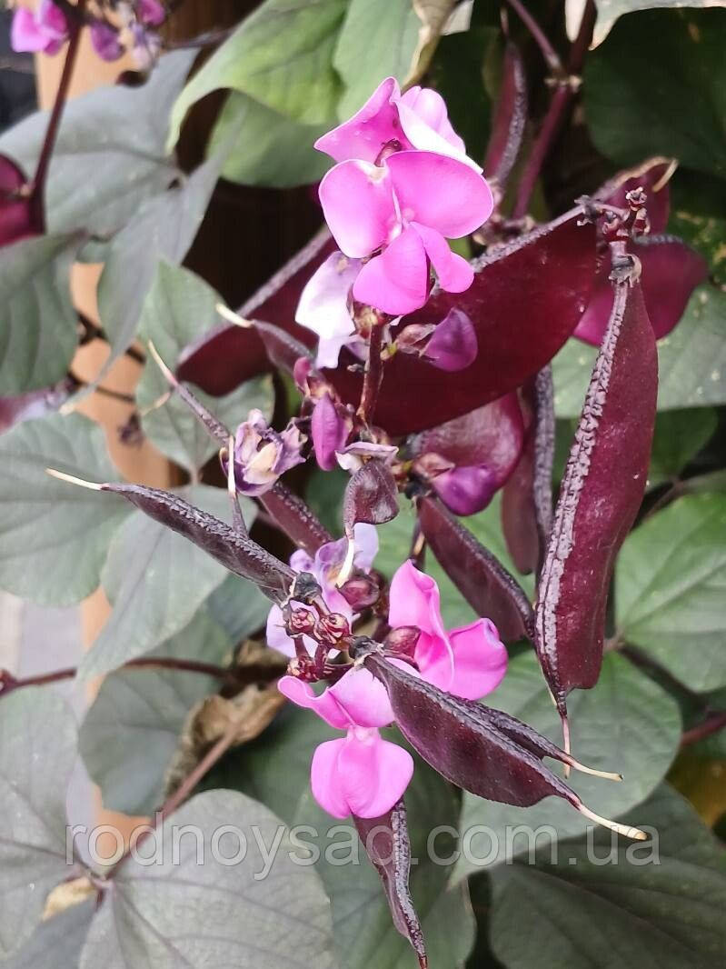 Доліхос Рубінові Іскри насіння (5 шт) (Dolichos lablab purpureus) гіацинтові боби декоративні лобія For Hobby, TM GL Seeds