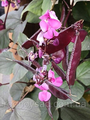 Насіння Доліхоса (Гіацинтові боби)