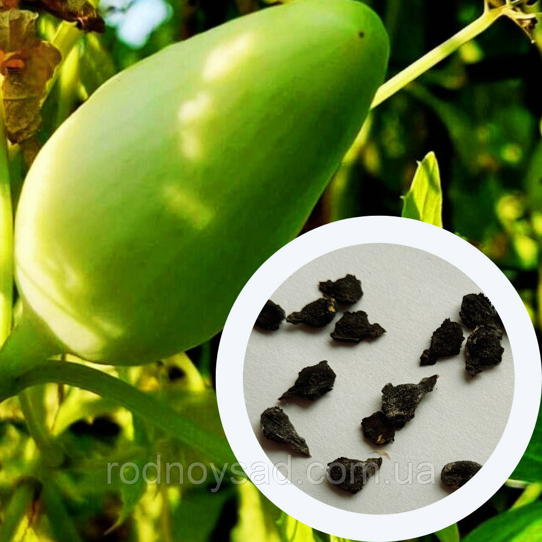 Циклантера насіння (10 шт) (Cyclanthera pedata) огірок перуанський ачохча їстівна