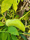 Циклантера насіння (10 шт) (Cyclanthera pedata) огірок перуанський ачохча їстівна, фото 2