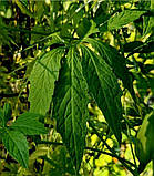 Циклантера насіння (10 шт) (Cyclanthera pedata) огірок перуанський ачохча їстівна, фото 4