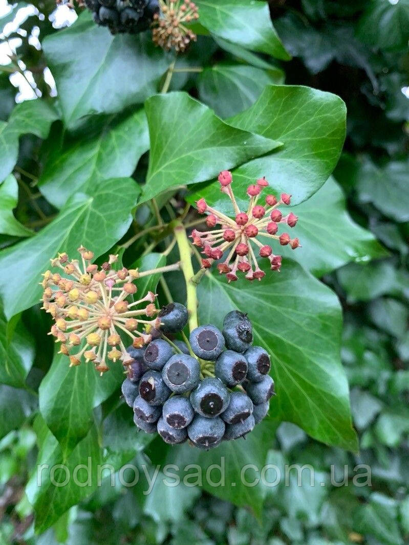 Плющ виткий насіння (20 шт) (Hedera helix) європейський звичайний вічнозелений морозостійкий