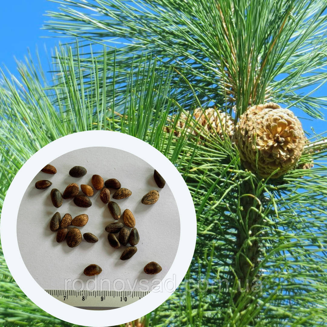 Сосна Джефрі насіння (10 шт) Pinus jeffreyi жеффрея