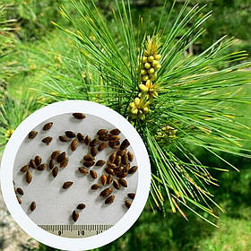 Сосна Веймутова насіння (5 шт) Pinus strobus британська біла північна м'яка