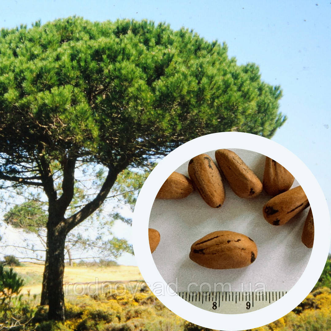 Сосна Італійська Пінія насіння (3 шт) Pinus pinea середземноморська кам'яна