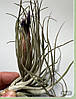 Тіландсия атмосферна Оксакана (Tillandsia Oaxacana), фото 6