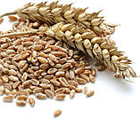 Пшениця твердих сортів з великим терміном придатності до 30 років Augason farms, 236 порцій, фото 5