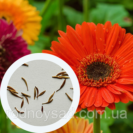 Насіння Гербери