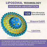 Коензим Besibest Liposomal Vegan CoQ10 Ubiquinol 800 мг 60 вегетаріанських гелевих капсул, фото 5