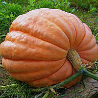 Насіння Гарбуза Титан на вагу, Агролінія