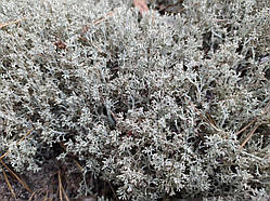 Мох лісовий блакитно-сірий