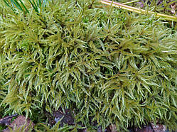 Мох лісовий для ландшафтного дизайну.  Мох натуральний для декору.