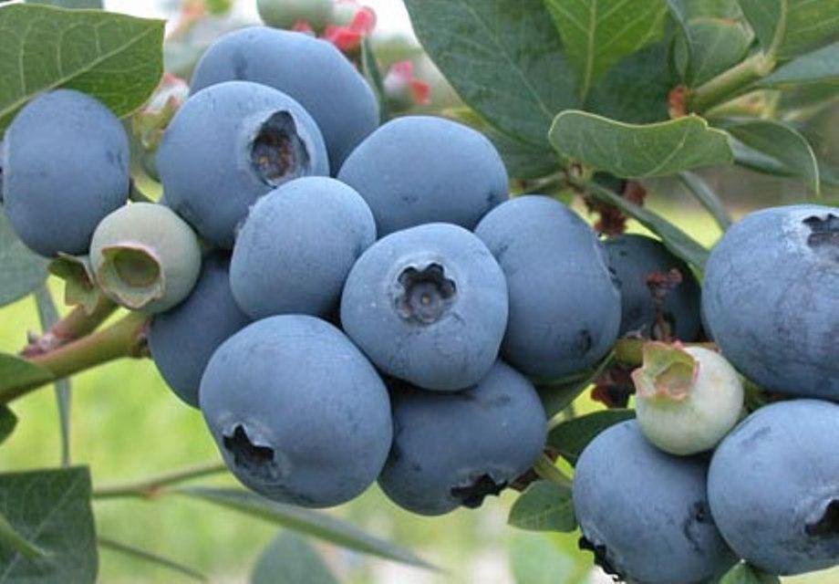 Саджанці лохини 3роки, сорт Шантіклер Жіночі лохини Шантиклер 2 льотки, фото 1