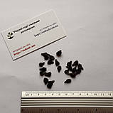 Циклантера насіння (10 шт) (Cyclanthera pedata) огірок перуанський ачохча їстівна, фото 9