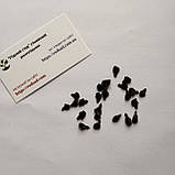 Циклантера насіння (10 шт) (Cyclanthera pedata) огірок перуанський ачохча їстівна, фото 10