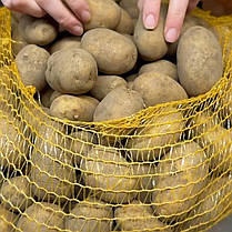 Насіннєва картопля Вега, 50-60 днів 2 репродукція, фото 4