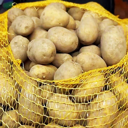 Насіннєва картопля Вега, 50-60 днів 2 репродукція, фото 1