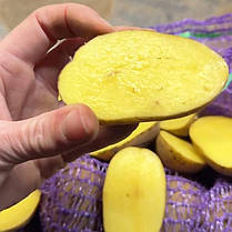 Насіннєва картопля Сорая, 90-110 днів 2 репродукція, фото 6