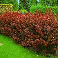 Барбарис Тунберга Оранж Рокет (ЗКС)