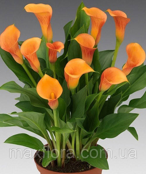 Калла Orange Pride 16/18