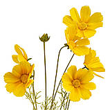 Космея жовта, 90 см ELISEY, фото 3