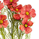 Космея рожева, 78 см ELISEY, фото 3