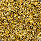 Пилок солодкий весняний бджолиний квітковий 2025 р 300 грам, фото 2