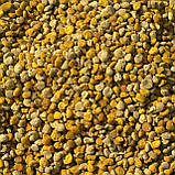 Пилок бджолиний квітковий 2025 р весняний солодкий скляна баночка 450 грам, фото 5