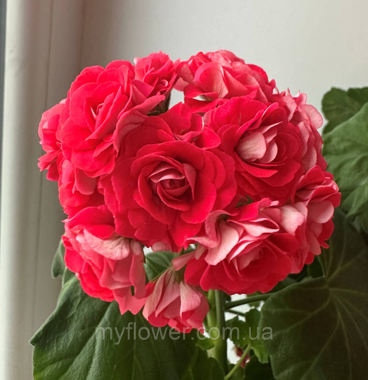 Розебудна пеларгонія Pink Rambler, фото 1