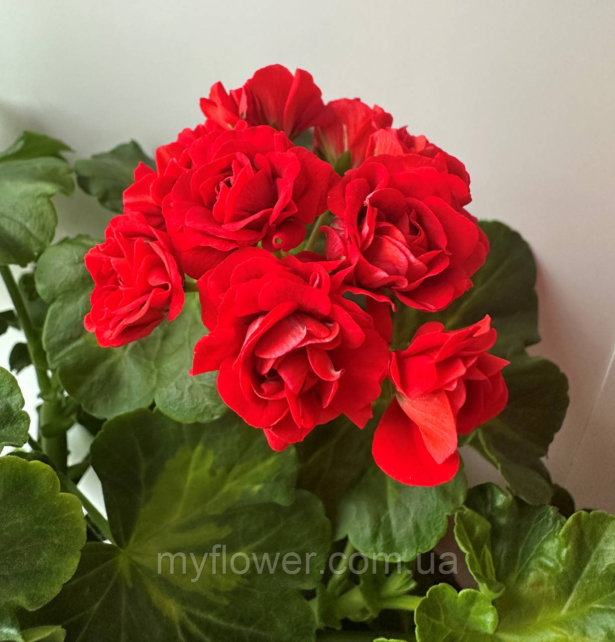 Пеларгонія Summer Rose Tina, фото 1