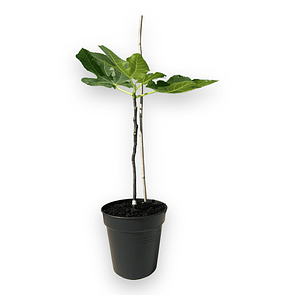 Саджанці інжиру