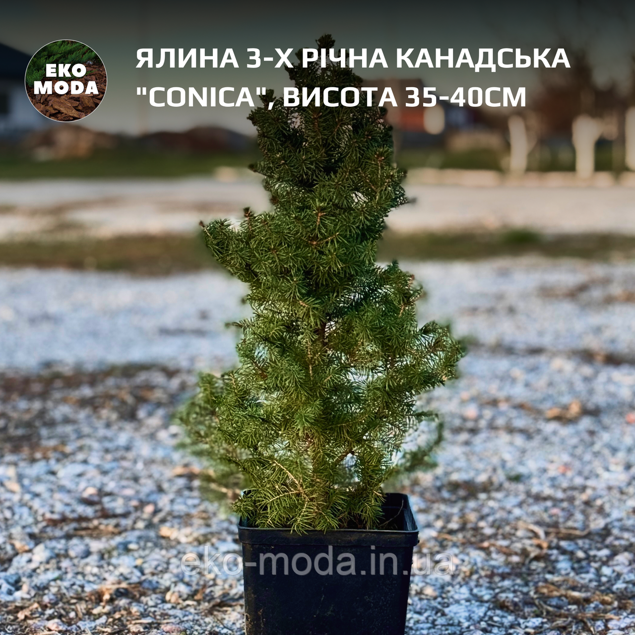 Жива ялина "Conica"  3-х річна канадська , висота 35-40см