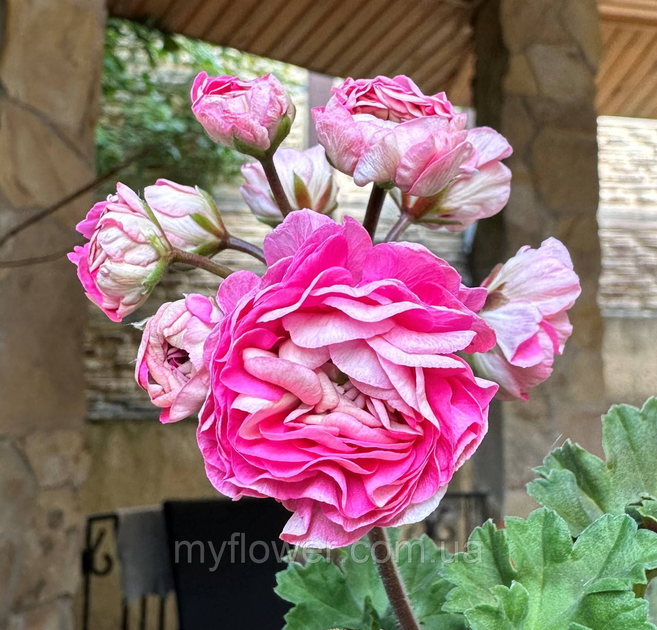 Пеларгонія Іріол Судариня Зоя, фото 1