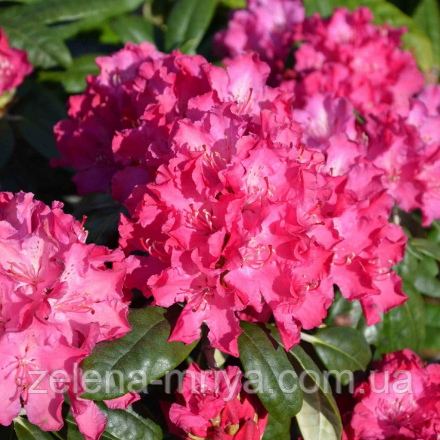 Рододендрон гібридний Пінк Леді (Pink Lady) 50-60 см.