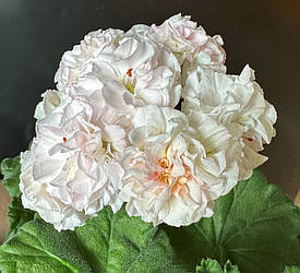 Пеларгонія ЮВ-Ельбрус