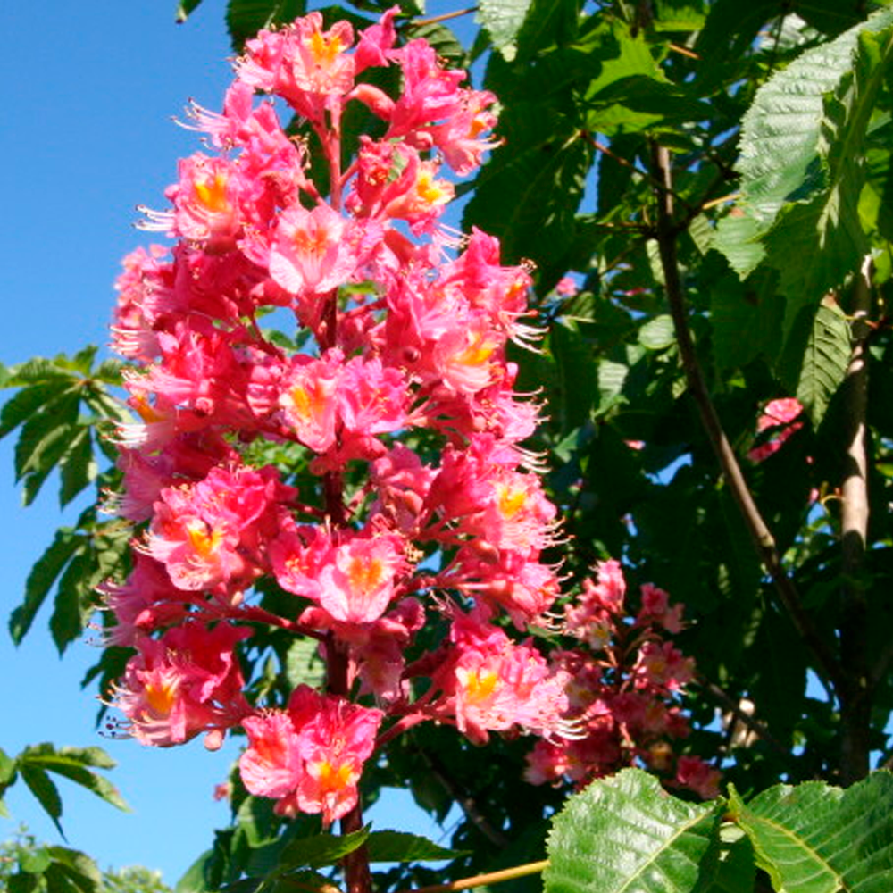 Саджанці каштану рожевого (Aesculus x carnea)