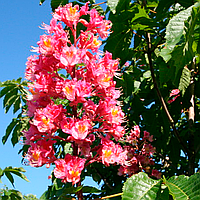 Саджанці каштану рожевого (Aesculus x carnea)