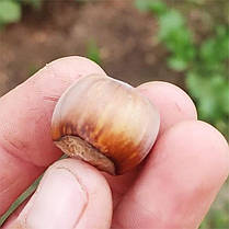 Фундук сорт Пиріжок, фото 3