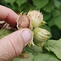 Фундук сорт Пиріжок, фото 4