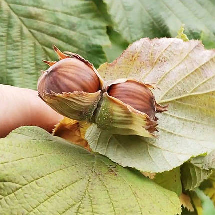 Фундук сорт Пиріжок, фото 1