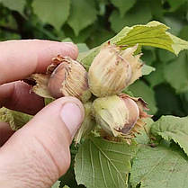 Фундук сорт Пиріжок, фото 2