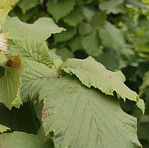 Фундук сорт Пиріжок, фото 5